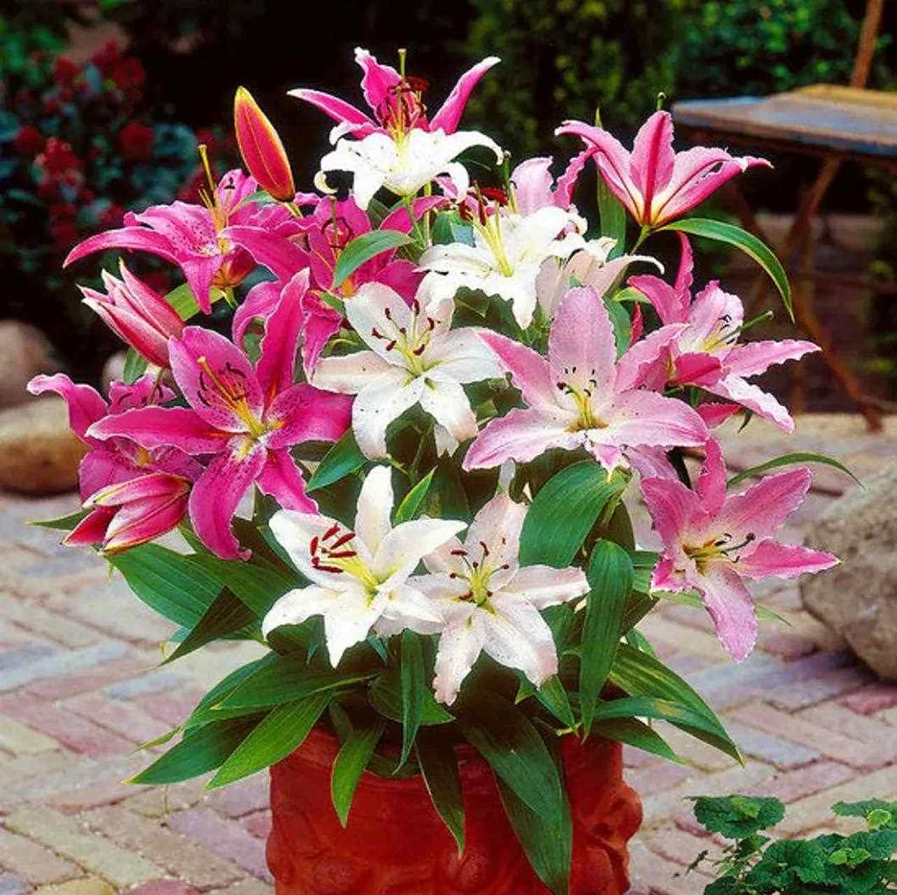 百合花品种大全图解(百合花品种大全图解 类型)