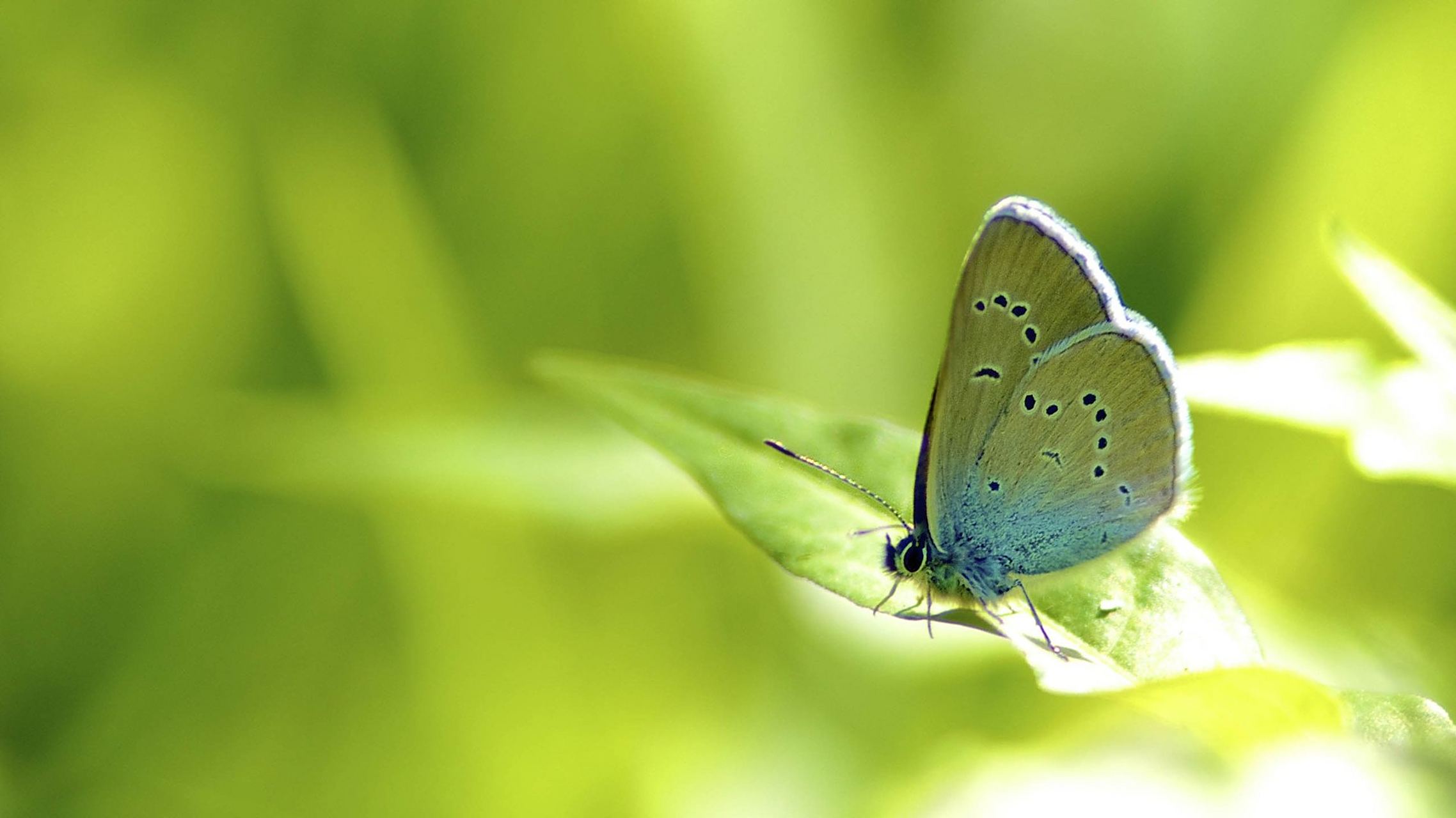 隐藏在树叶中的绿色蝴蝶#百度ai绘图黑科技