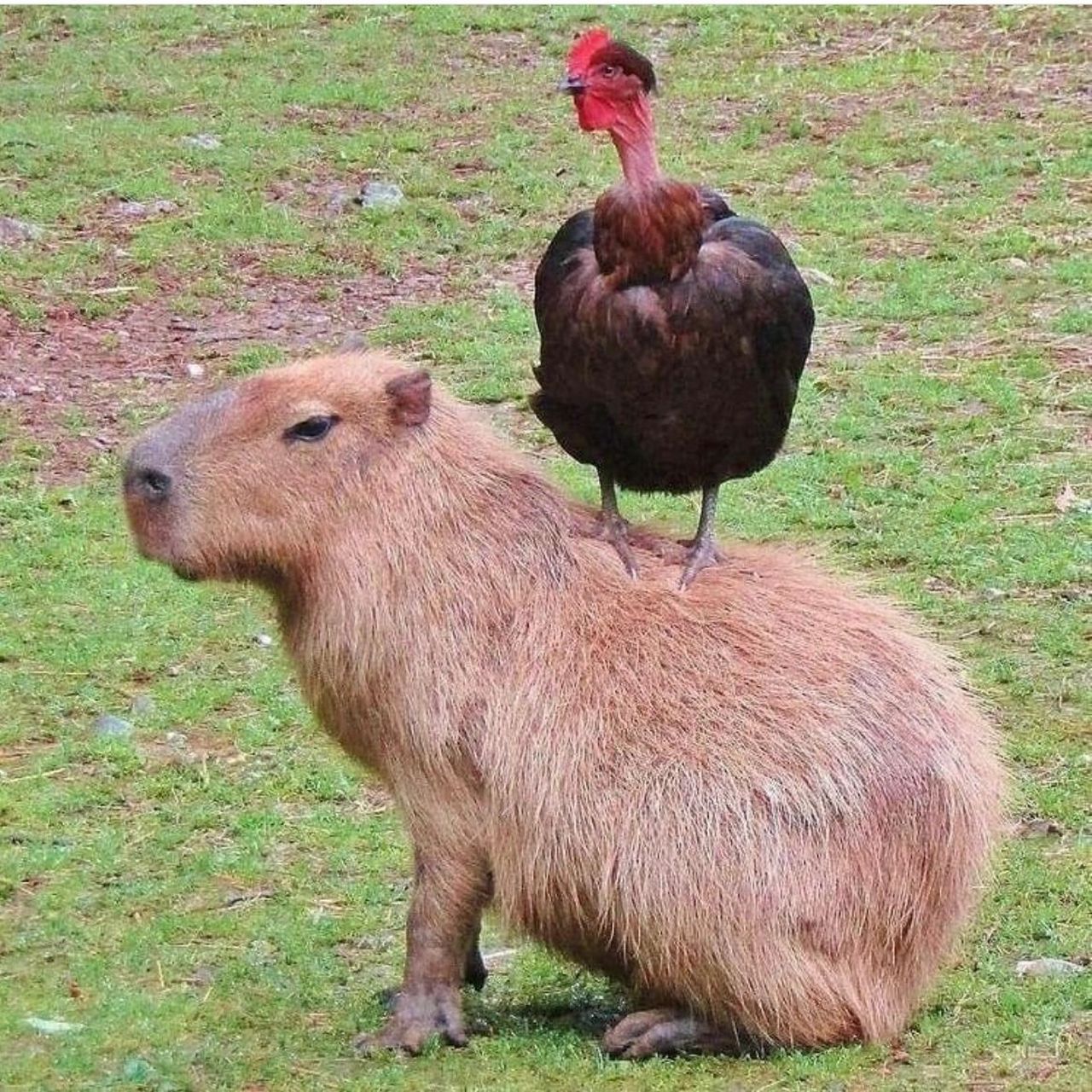 别看水豚敦实又腿短,跑起来可比正常人类快 水豚作为当今动物界的一大