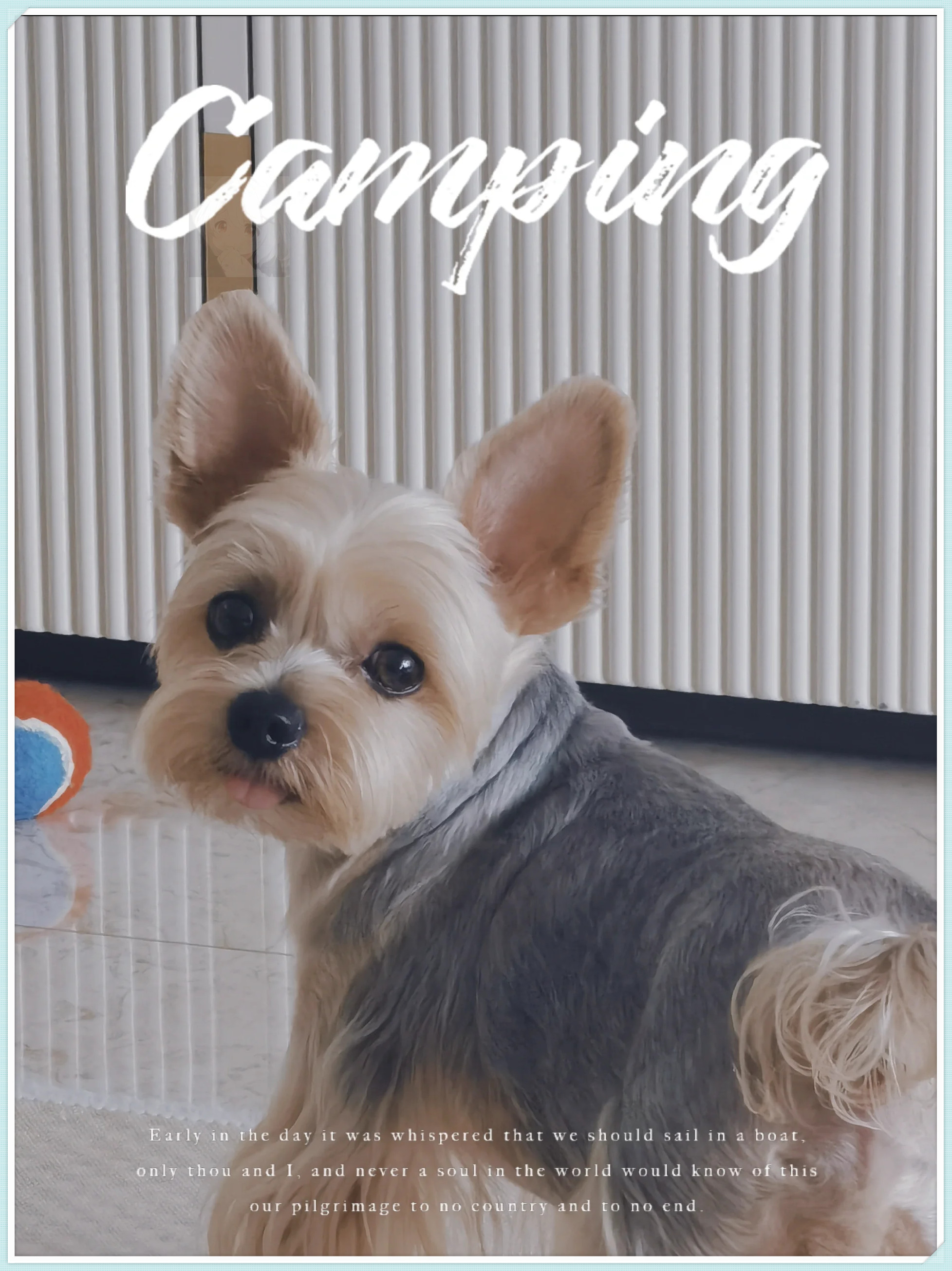 不再苗条的约克夏已经逐渐变了样,化身为一只沙皮狗.