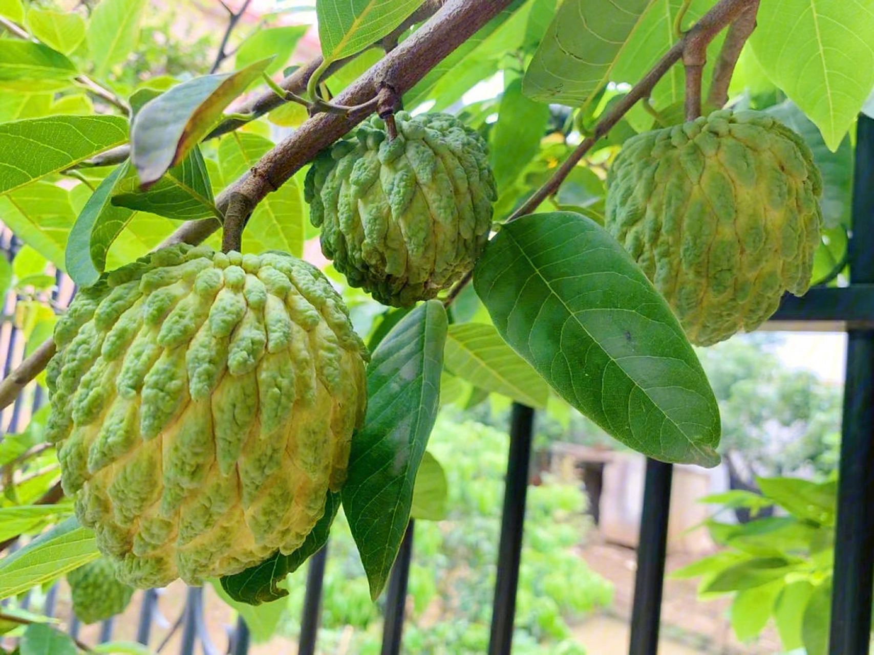 释迦果属番荔枝科,番荔枝属落叶小乔木,外面被白色粉霜,具有健脑,明目