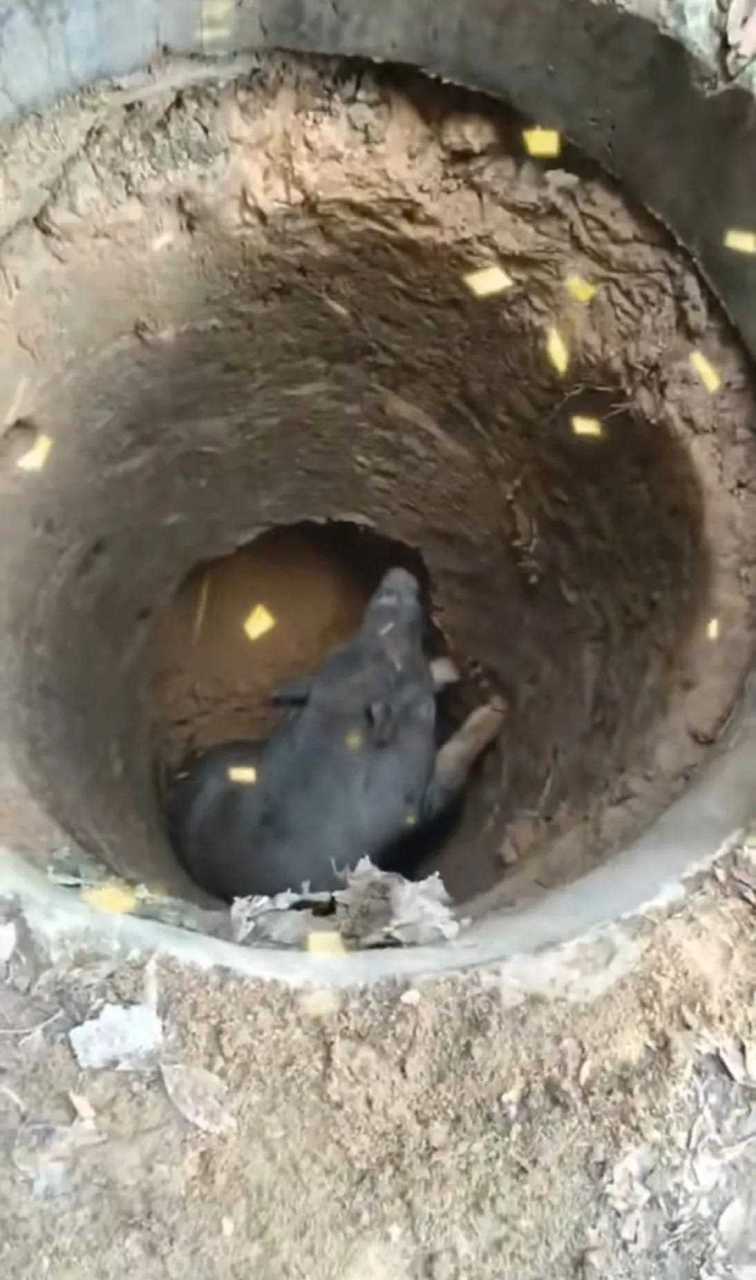 猪掉坑里怎么办?