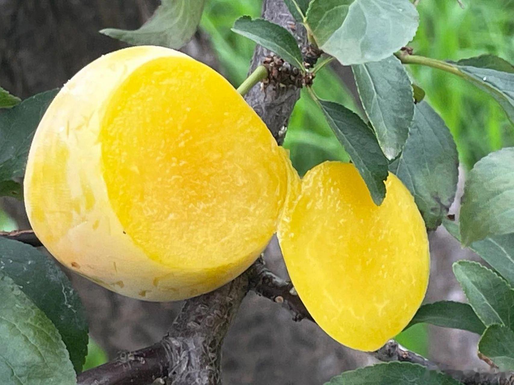 大妈的精选  『四川汉源桃花李子 新鲜采摘 高海拔种植 果肉金黄 鲜嫩