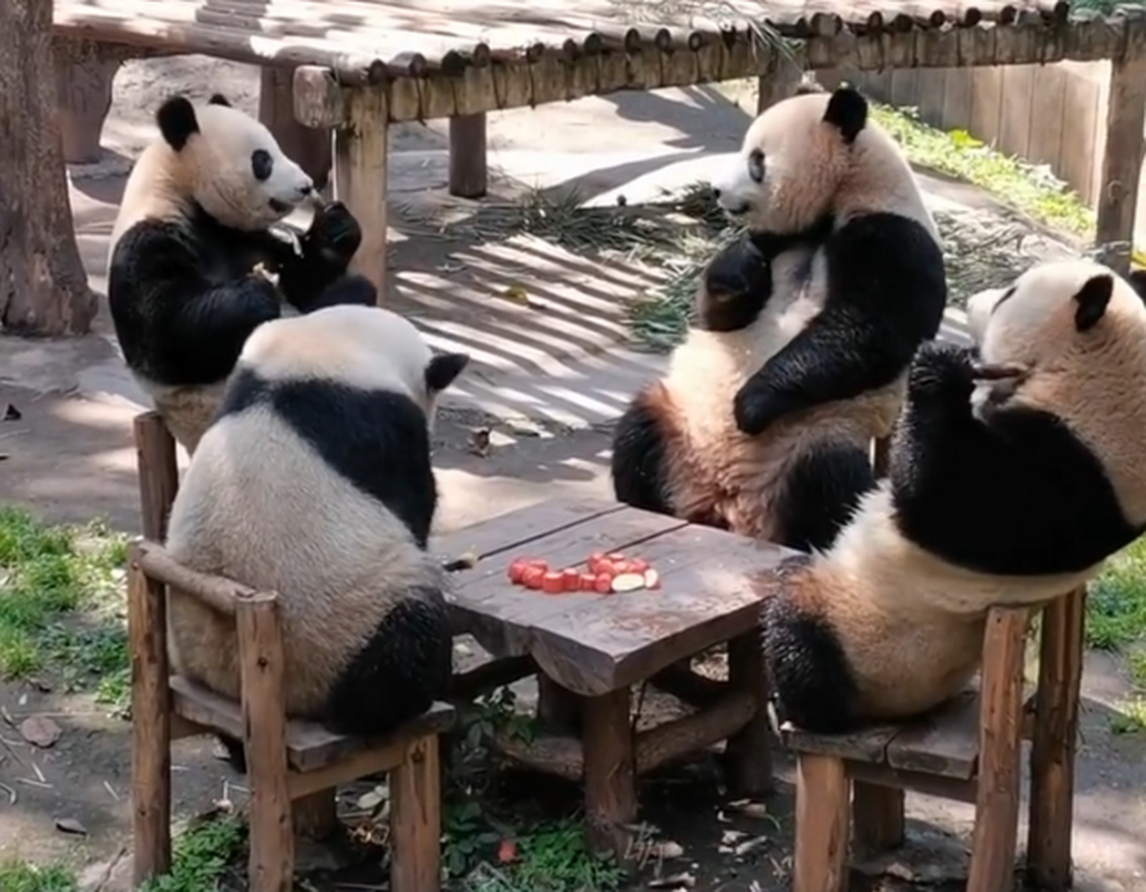在重庆动物园,四只熊猫团子围坐一桌,惬意地吃着美食,晒着太阳,好不