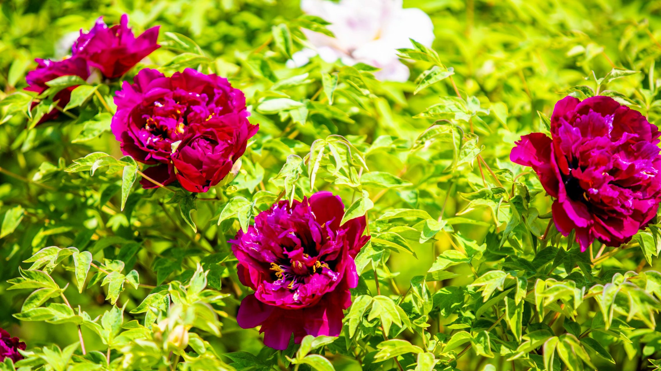 2021年4月23日拍摄于北京植物园 牡丹园 牡丹园该园位于卧佛寺路西侧