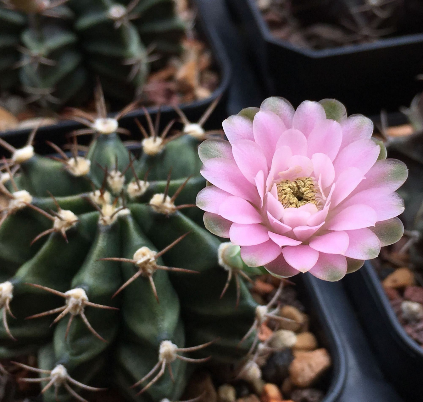 给大家推荐一个很值得养的品种——丽蛇牡丹,裸萼球属,球体圆润,小巧