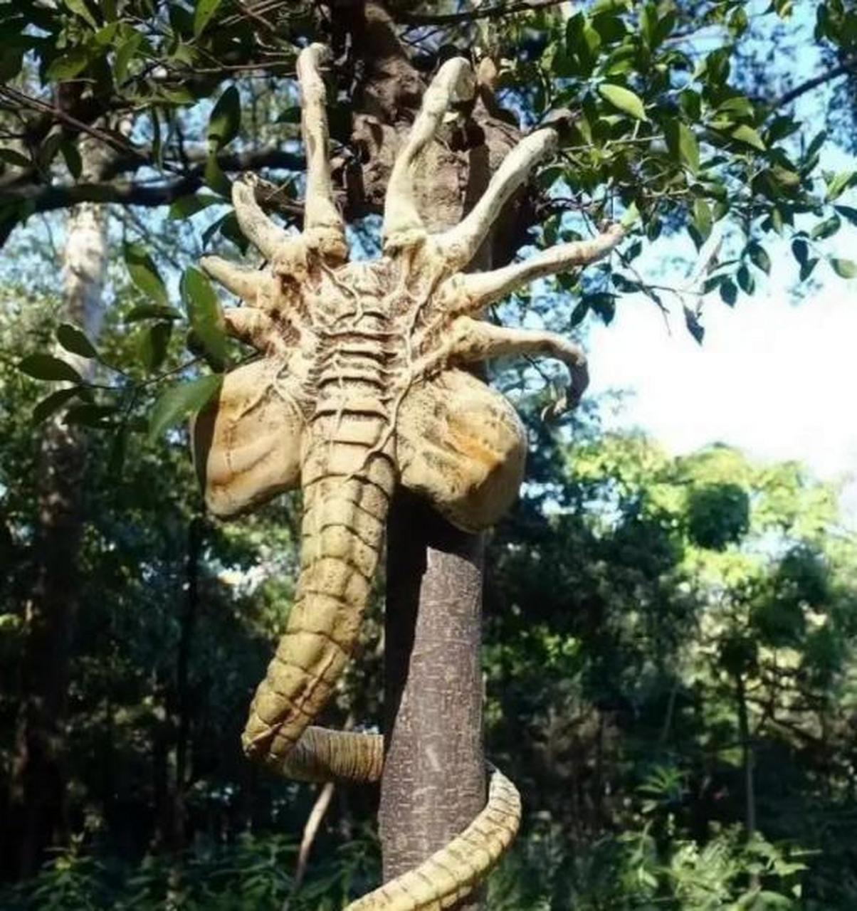 外星生物树背图片