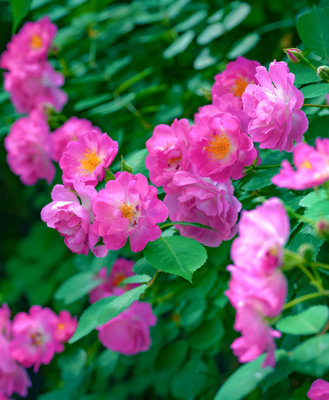 粉红色的蔷薇花瓣,层层叠叠,像一件美丽的礼服.#蔷薇花