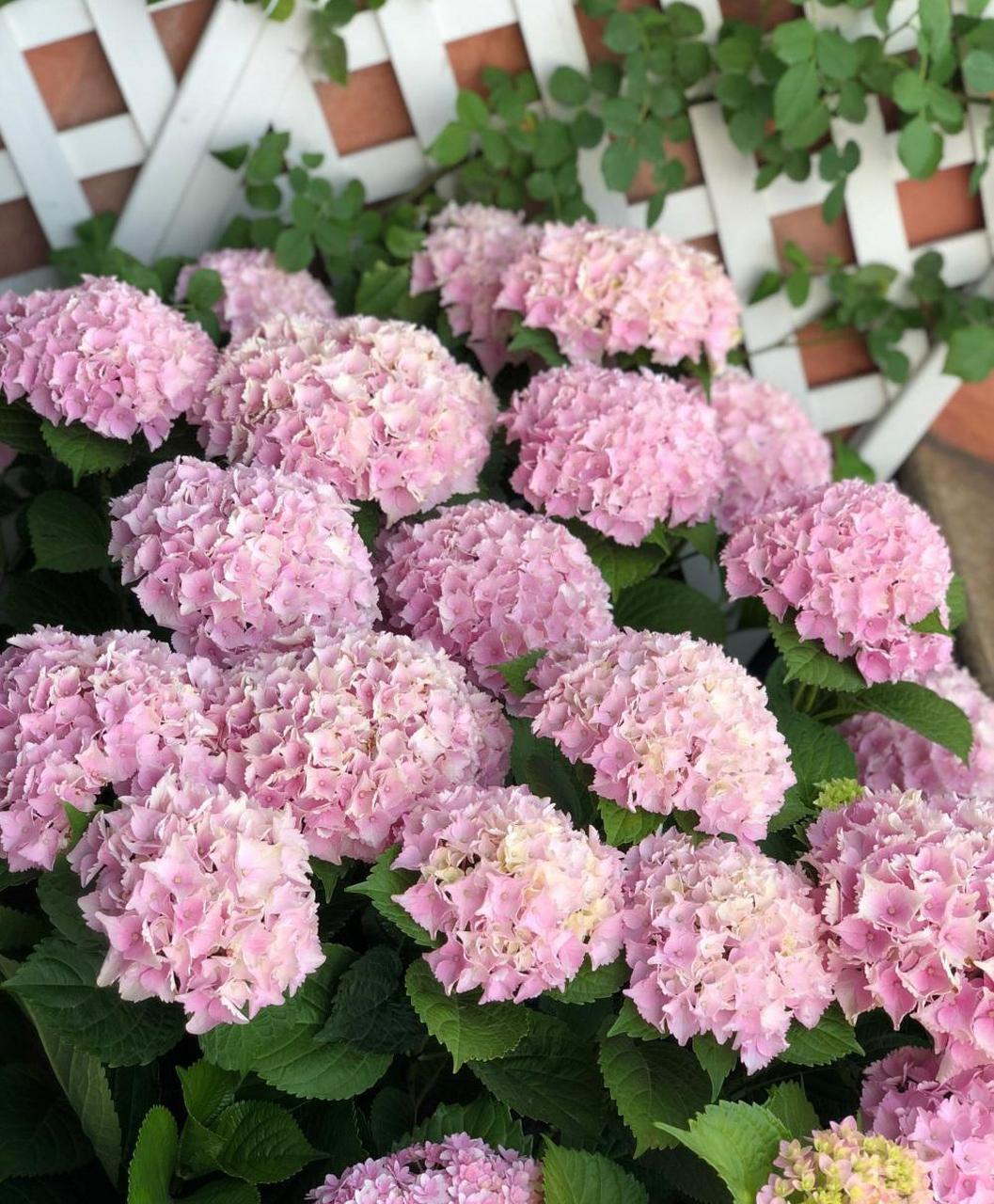 绣球花界的"颜值担当"——魔幻海洋,花球超级大,直径可达30cm,小花