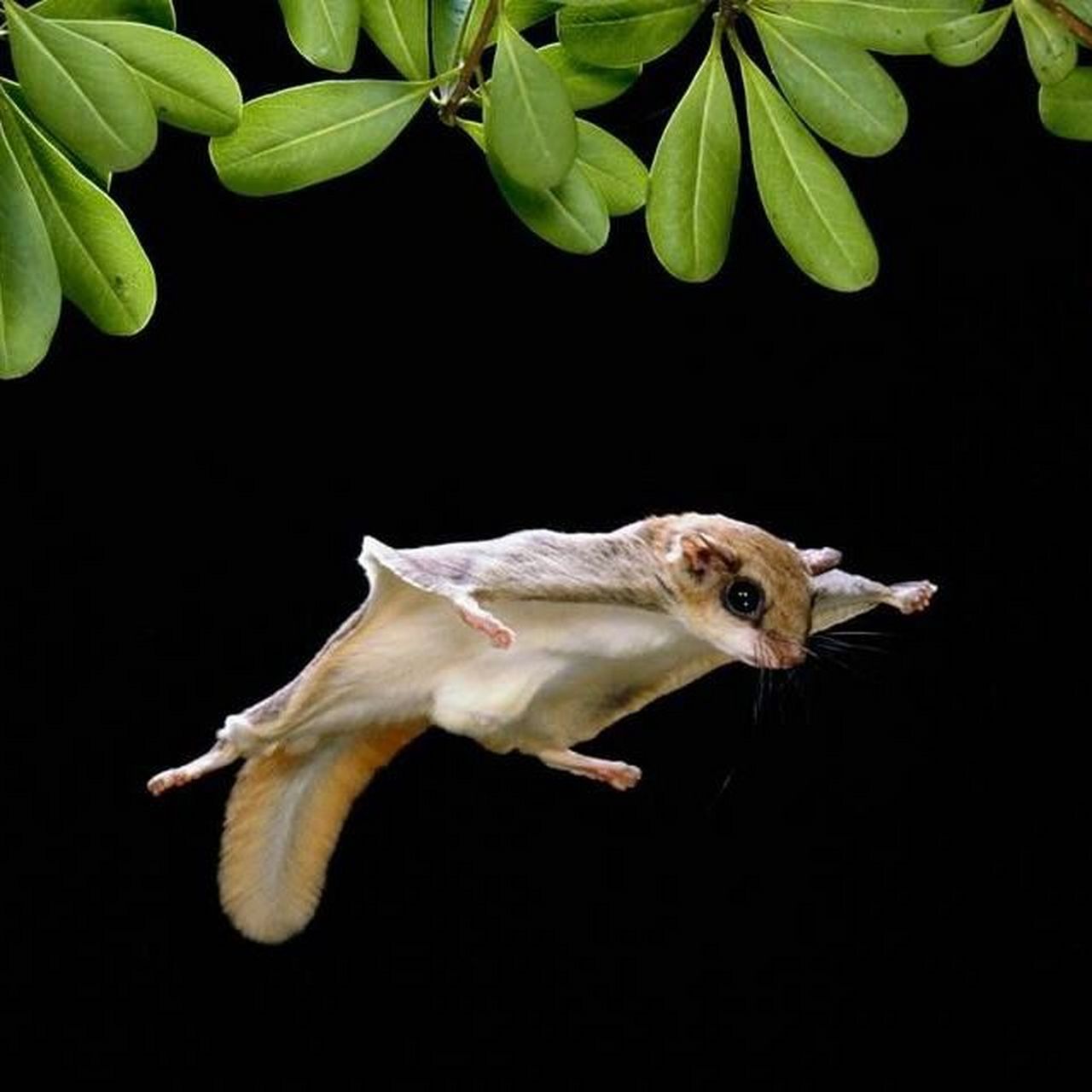气质超群的西伯利亚鼯鼠,萌到可以直接上天 这种萌得不真实的小可爱是