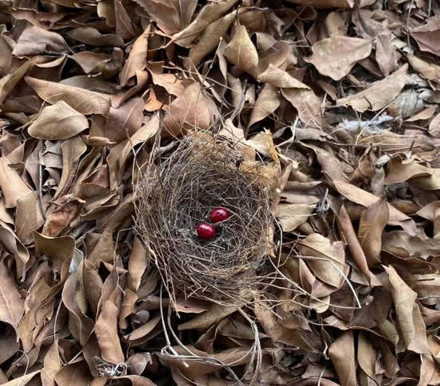 这是什么鸟蛋,颜色好漂亮[大哈]