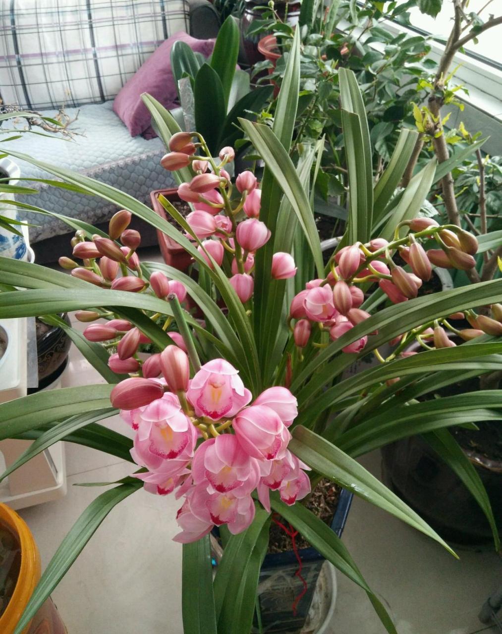 快要过年了,可以在家里养盆大花蕙兰"福娘"——优秀的年宵花盆栽,属于
