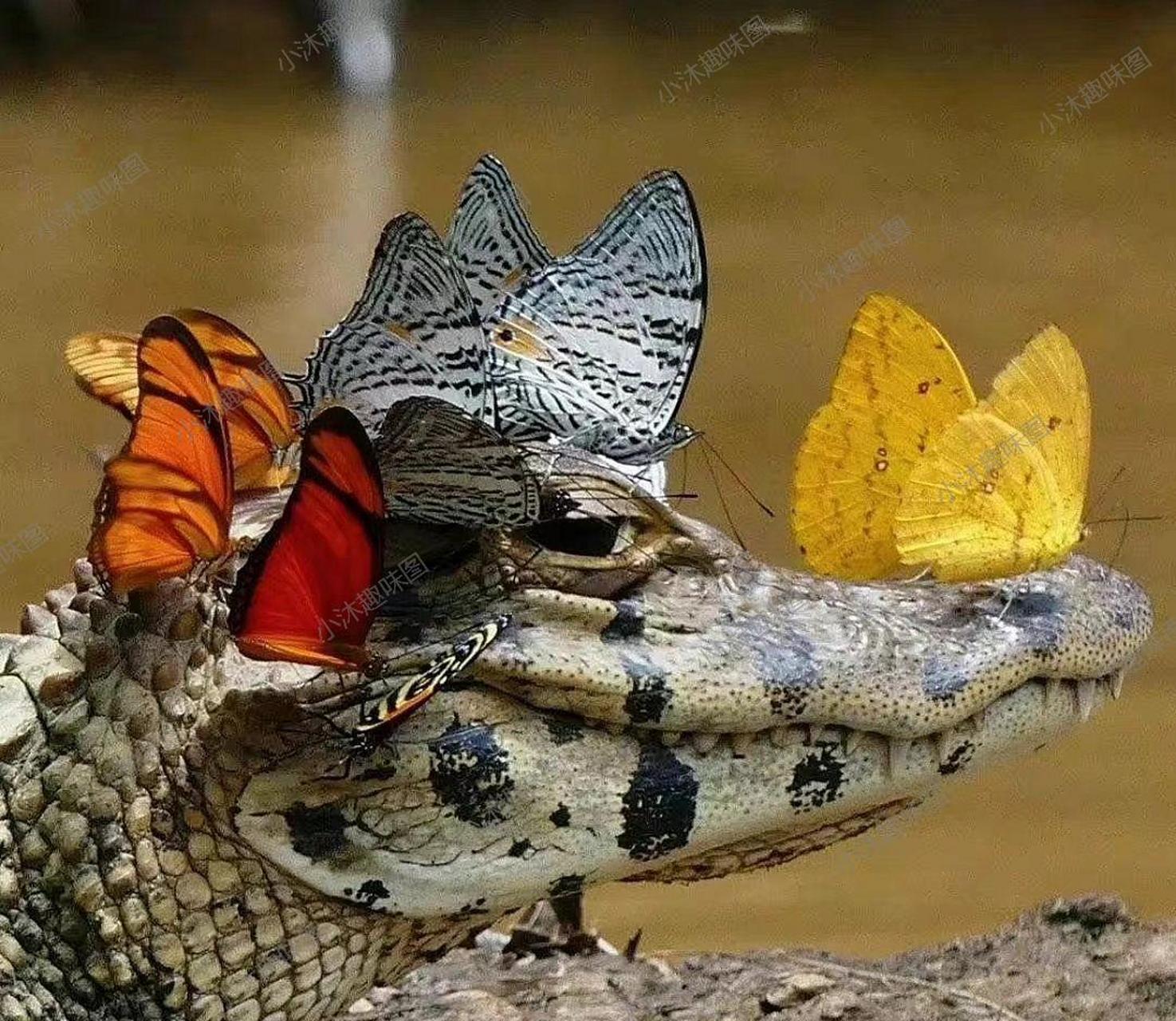 我的心像一只猛虎,敏锐地嗅着蔷薇的香气. #ai共创计划