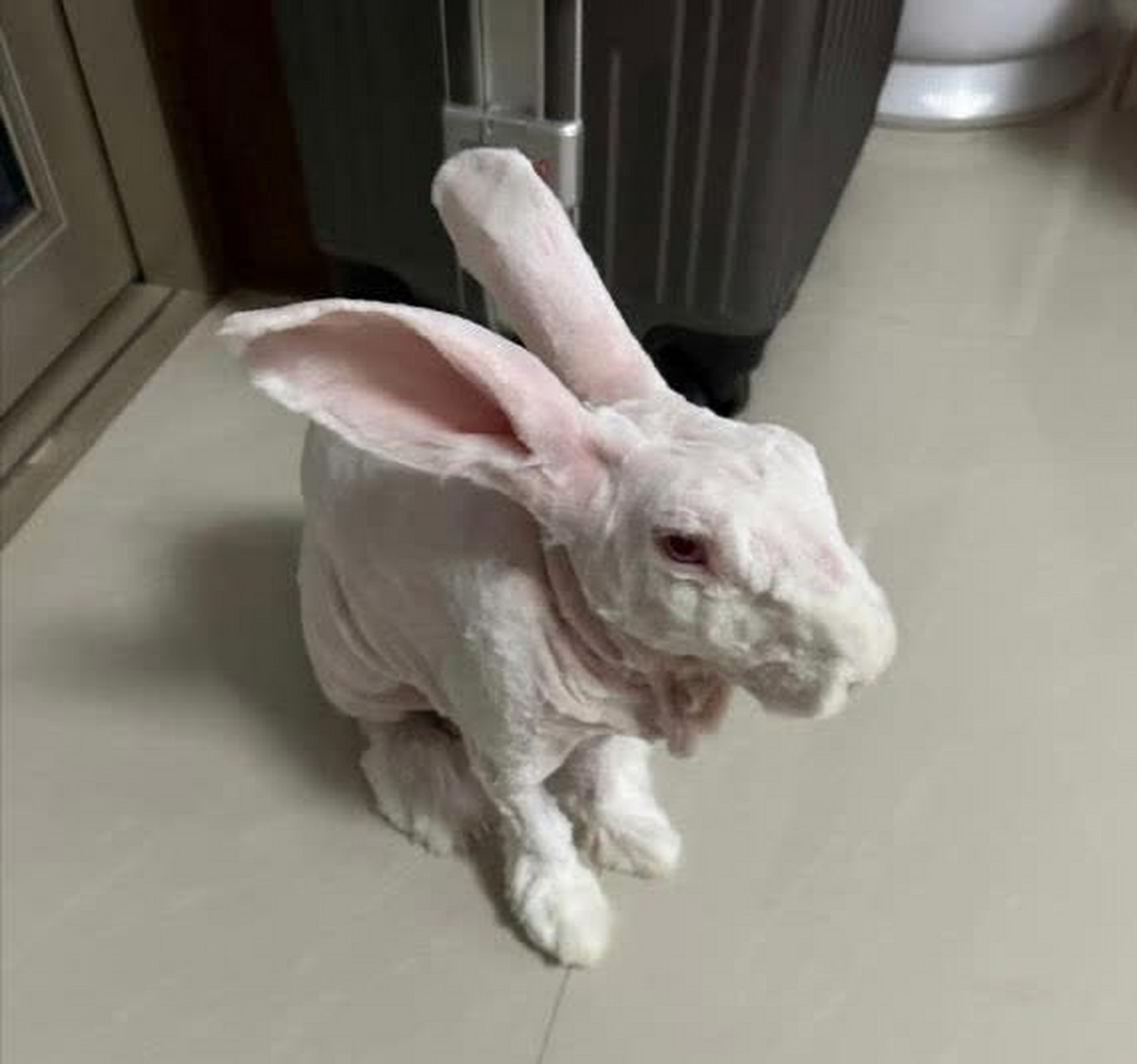 天热了,我怕兔子热,剃完毛后不想了,怎么办[左捂脸][笑哭]