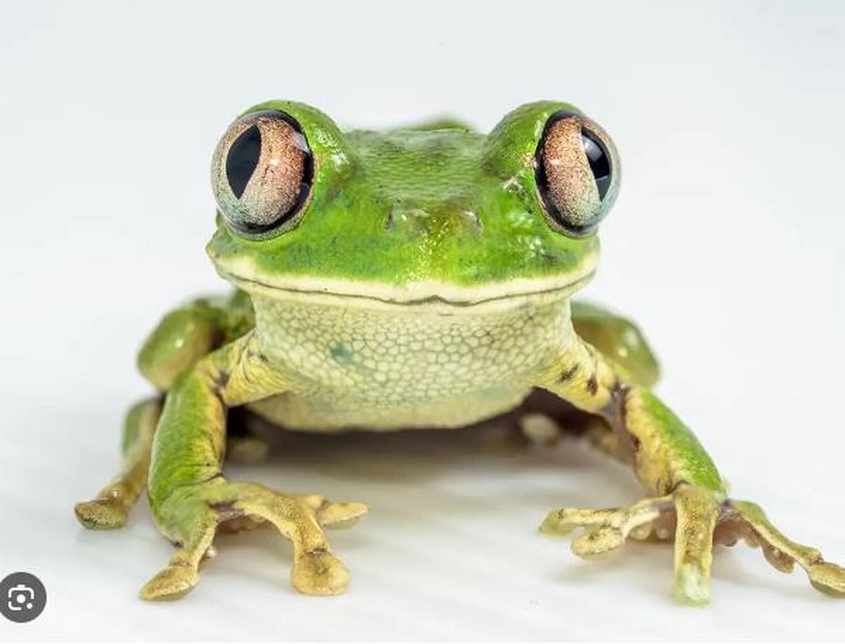 青蛙不能通过呕吐来清空肚子,要想清空胃里的东西,青蛙需要先吐出它