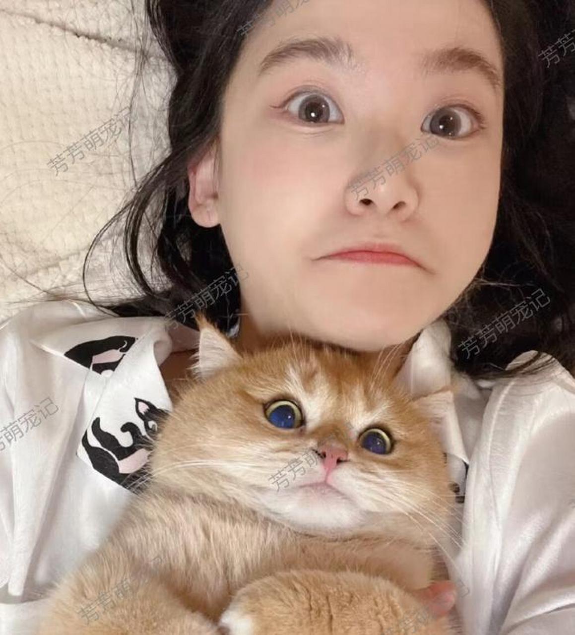 听说金渐层的表情和小姐姐的表情可以神同步哦!