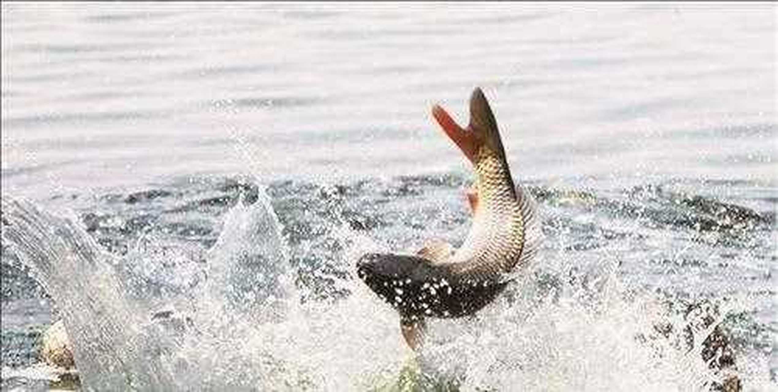 河南,陕西,宁,山东,山西五地的黄河鲤鱼,并称为"五大名鲤".