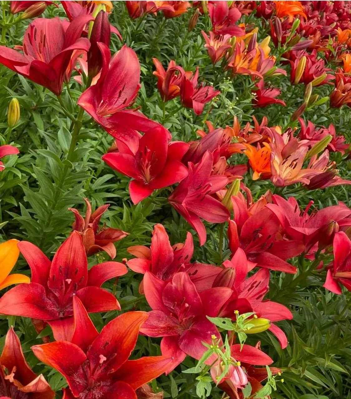 记得当年看《金粉世家》的冷清,手里捧着白色的百合那端庄,清纯,素雅