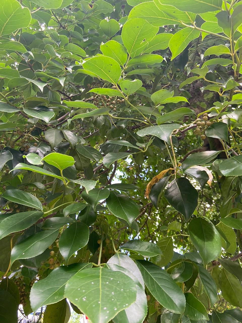 这是什么树啊 这个树有结果子,有点像小时候做冰粉玩的果子,请问有人