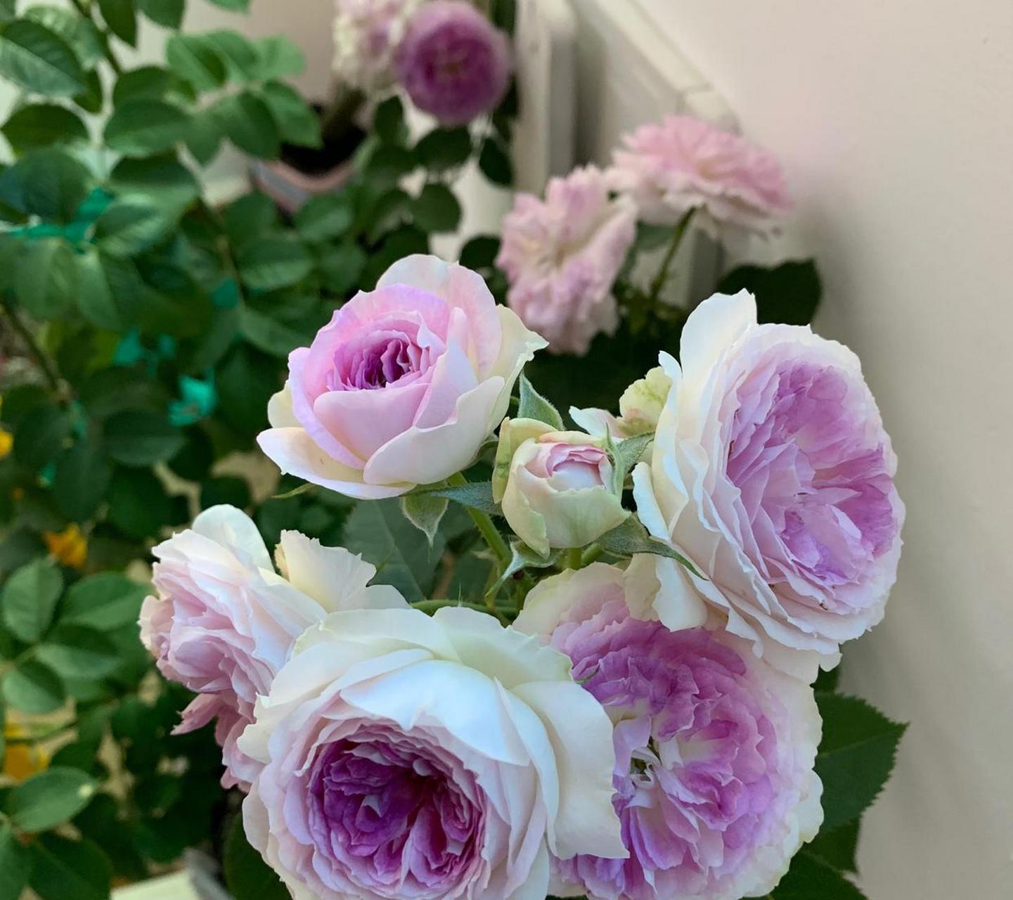 月季花新品种"蓝月石",河本纯子2018年的作品,植株不大,地栽也只有一