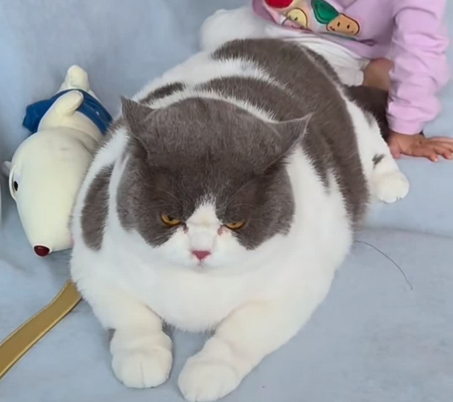 这是我见过最胖的猫![大笑][大笑]#搞笑
