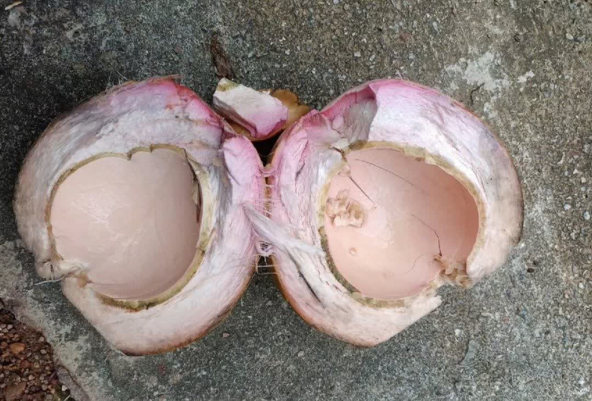 这才是正宗的红椰子吧!  ![坏笑]