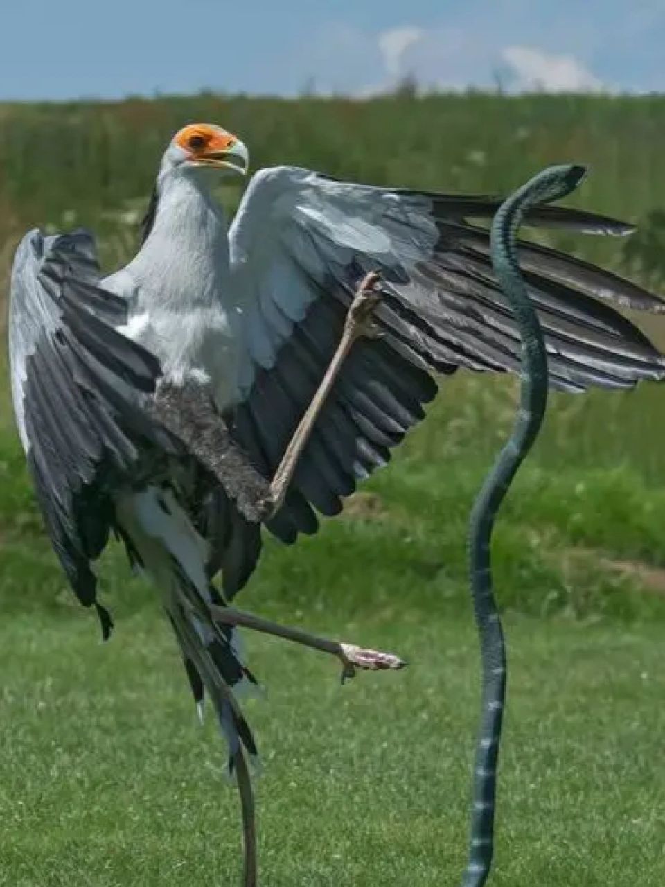 每天陪孩子一起瞧动物 名称:蛇鹫jiu(sagittarius serpentarius) 别名