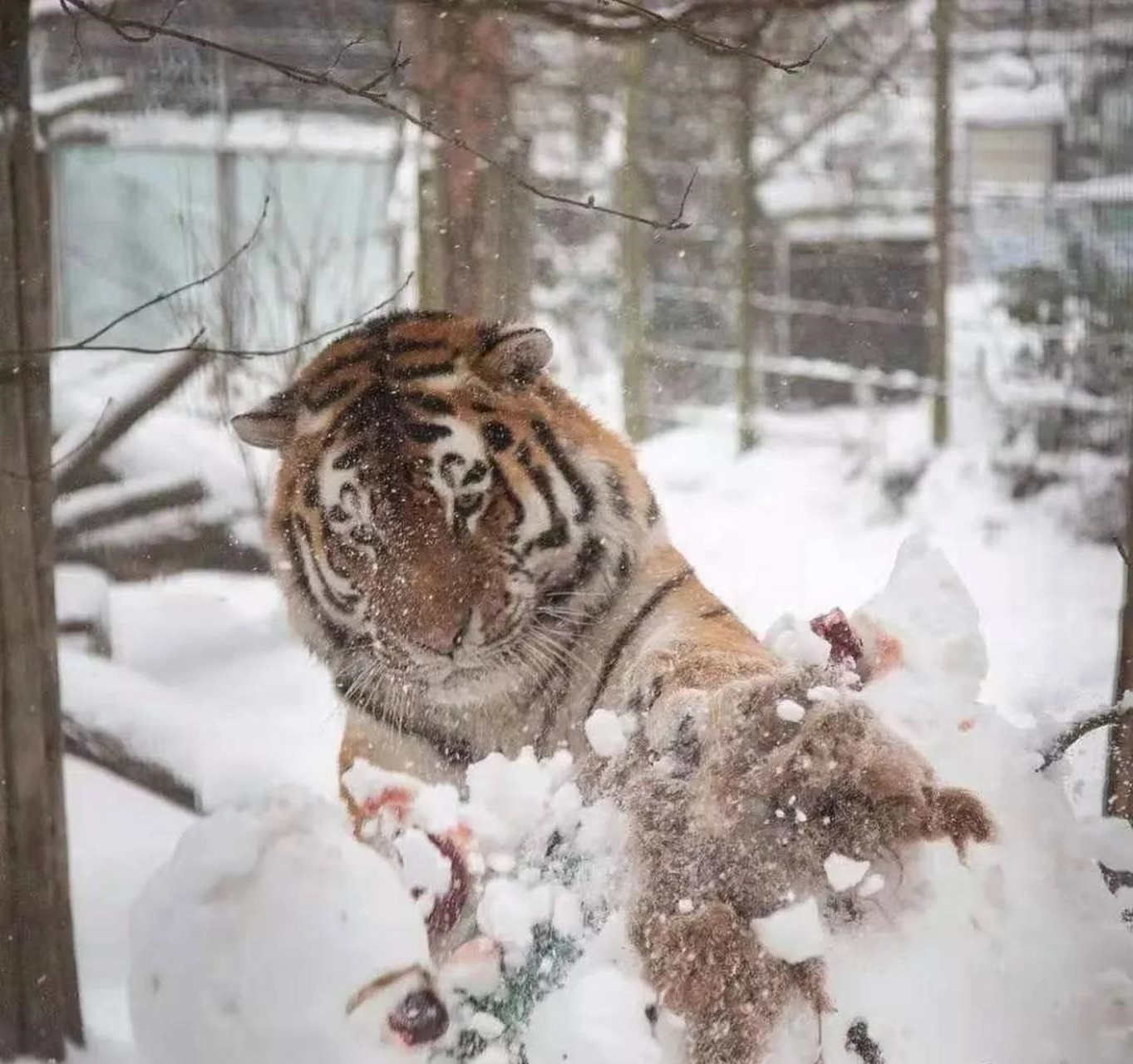 被东北虎温柔抚摸的雪人,脑袋炸了哈哈哈#老虎#动物