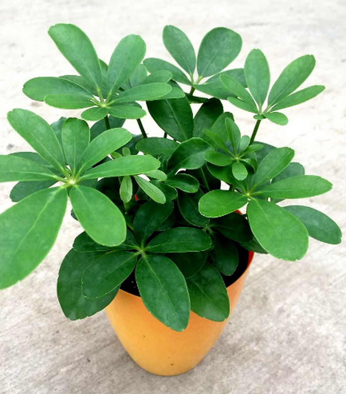 鹅掌柴,也称为"蕙草",是一种非常常见的草本植物,因其具有良好的观赏