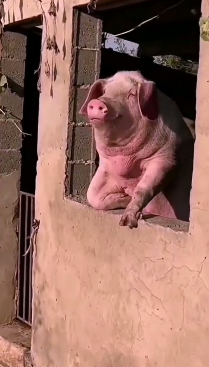 不是说,建国后不许成精吗?