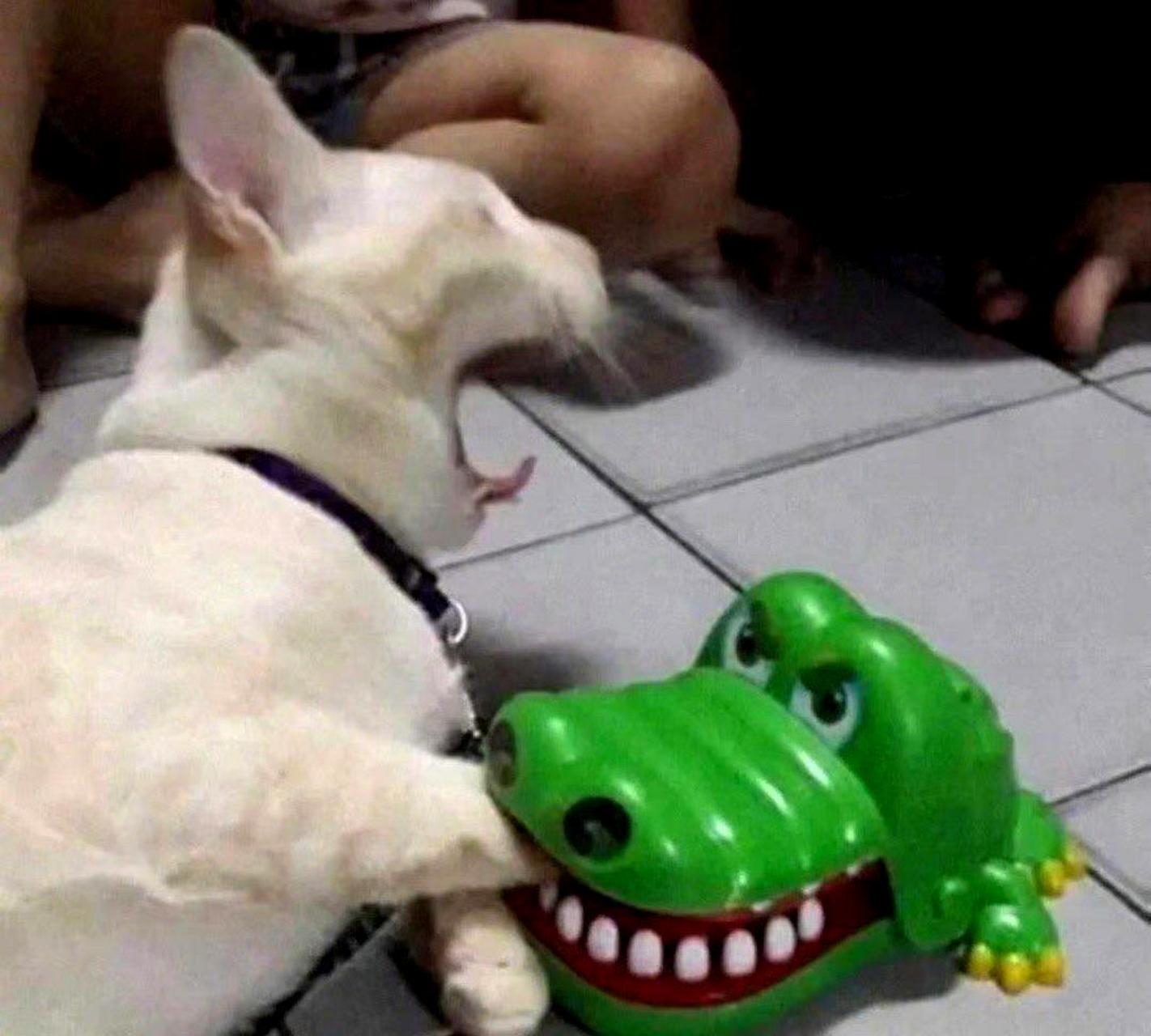 这是一组猫狗情头,让人哈哈大笑.