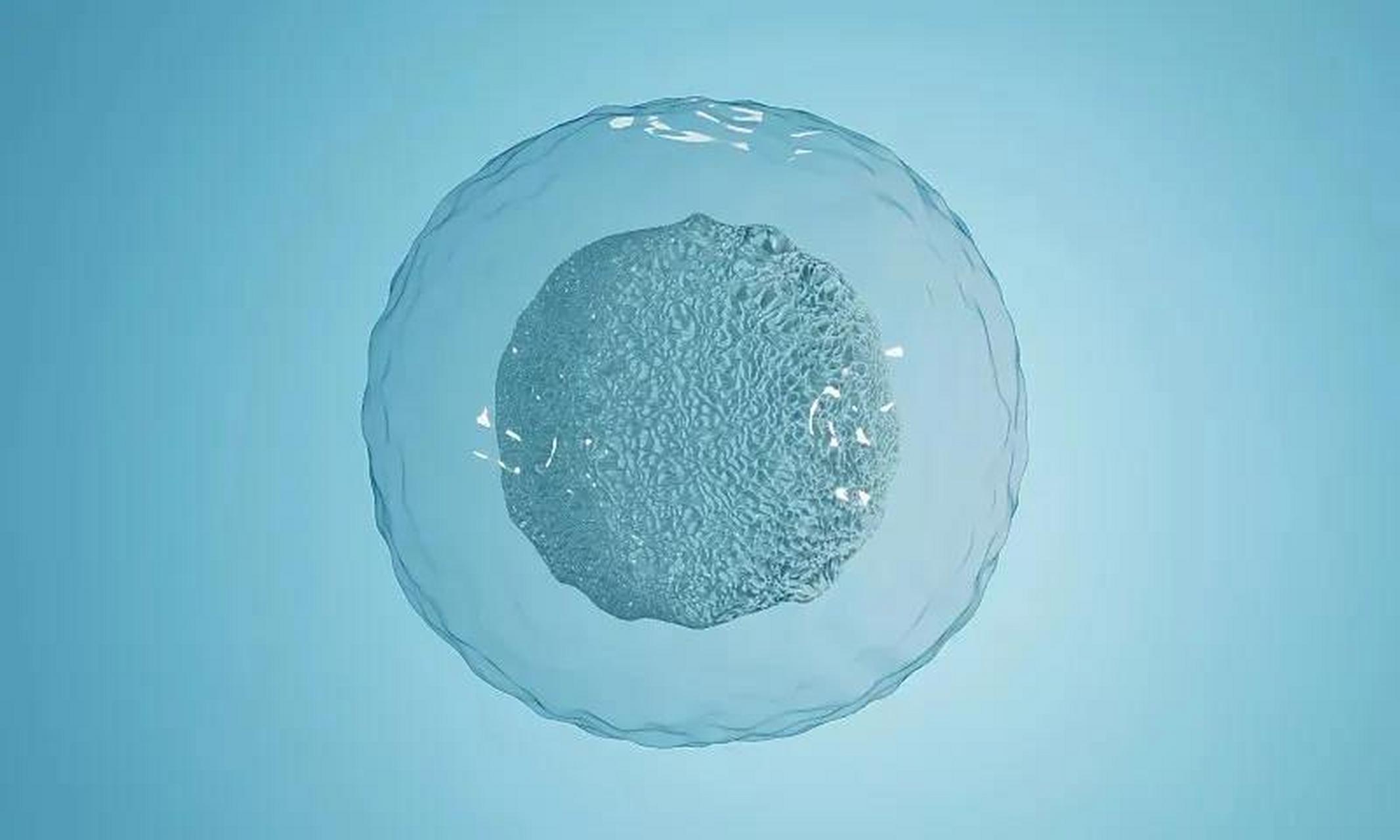 家喻户晓!卵细胞有多大"无可厚非"-第1张图片-克子博客