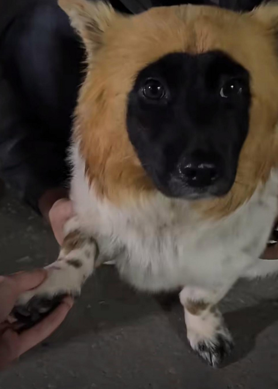 这个狗狗,脑袋是扎到墨水里了么