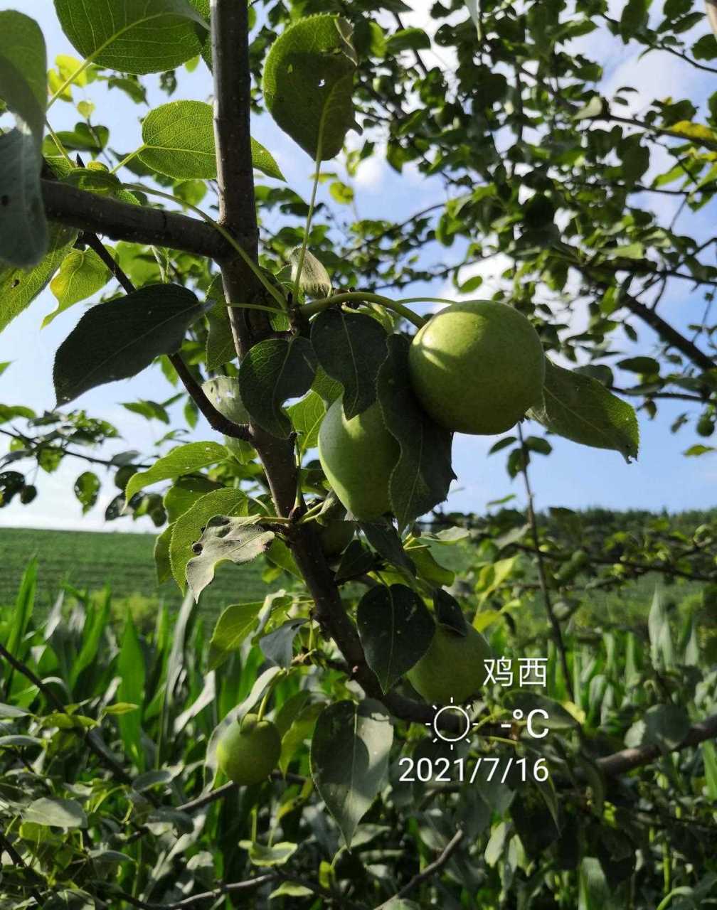 东北山梨木图片