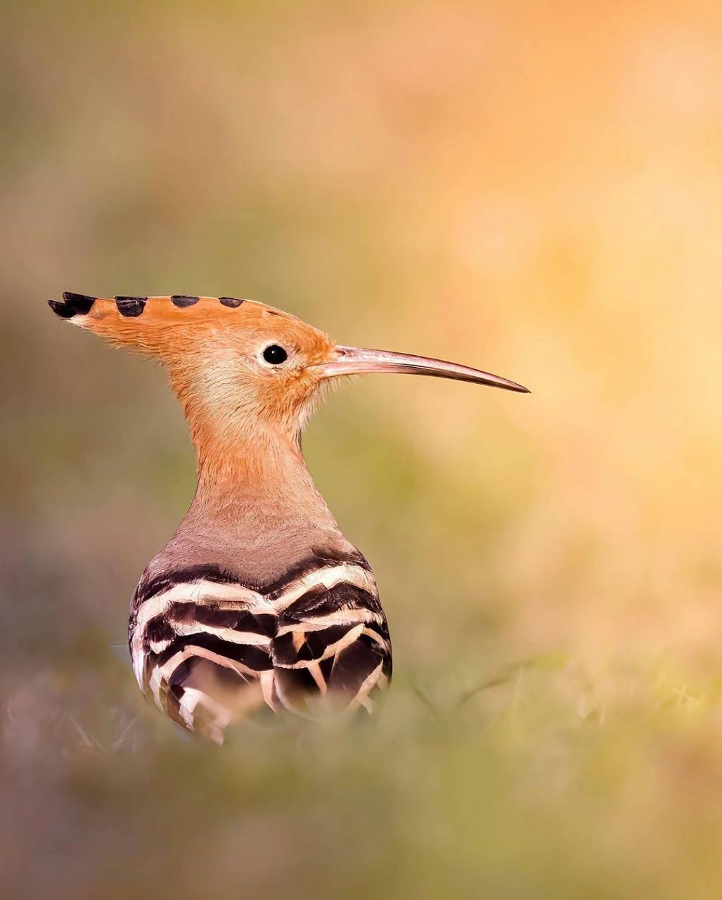 这鸟叫什么来着头上一把扇子