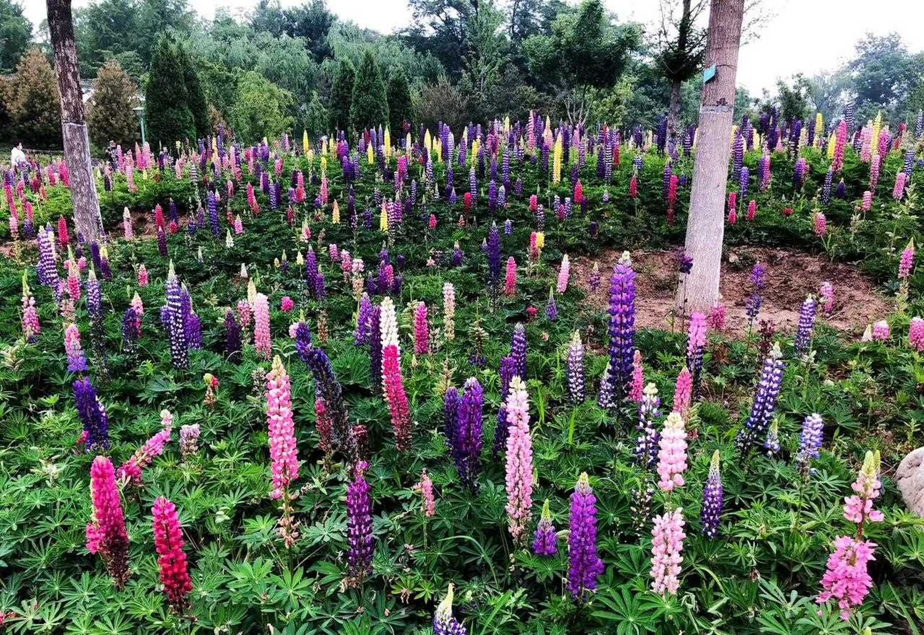 樱花季过后,鲁冰花又成了北京玉渊潭公园的一道风景.