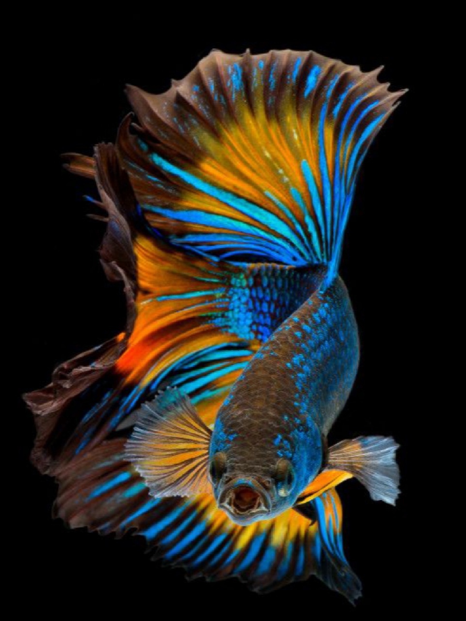 每天陪孩子一起瞧动物 名称:五彩搏鱼 别名:泰国斗鱼,暹罗斗鱼,彩雀鱼