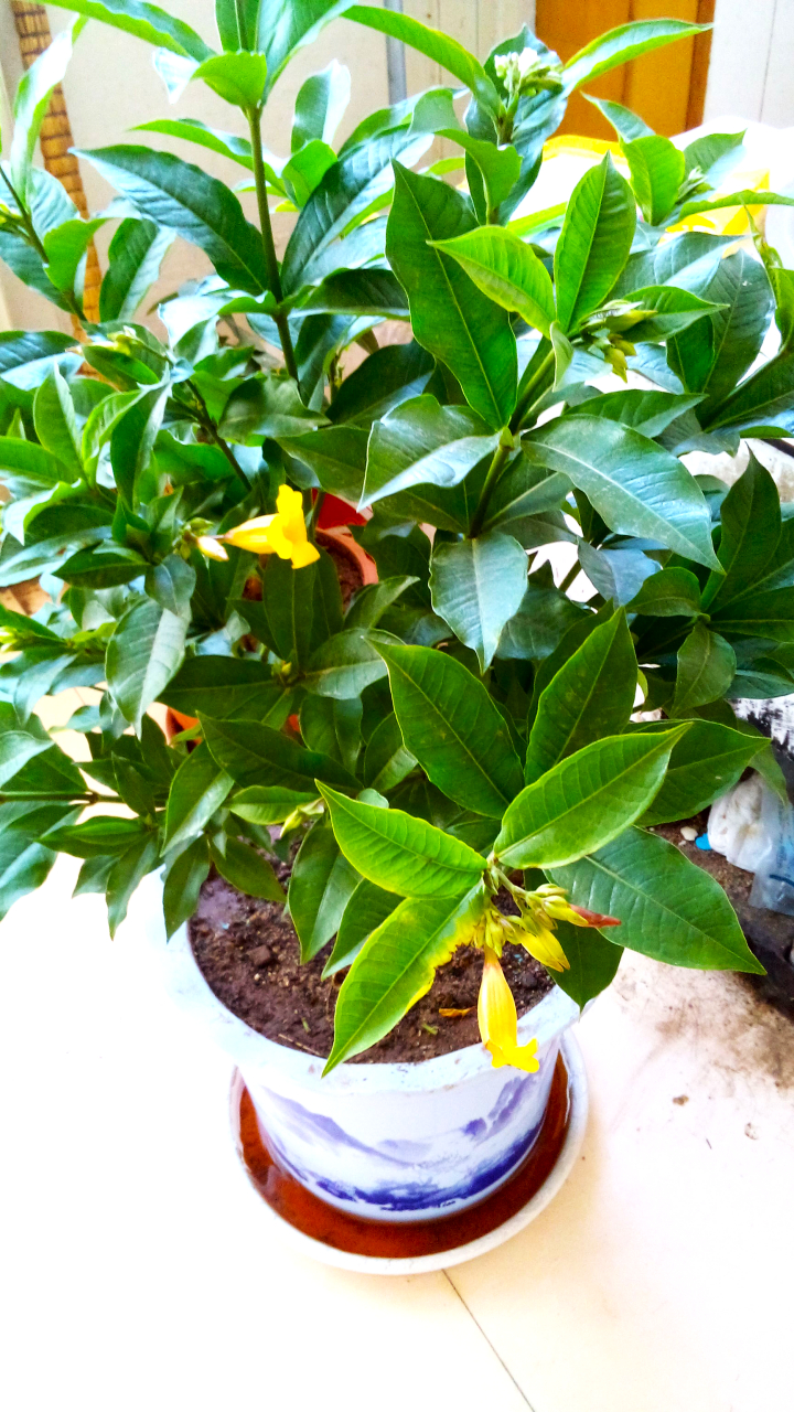 软枝黄蝉养殖技巧和注意事项  软枝黄蝉花,名字可真好听!