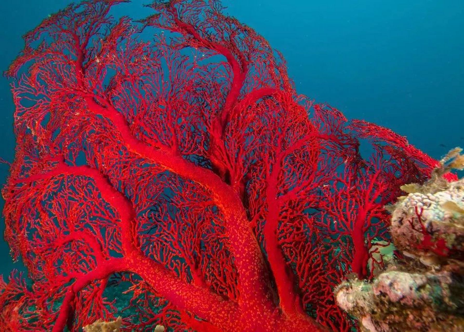 节扇珊瑚  04 学名:melithaea ochracea  04 别名:红色海绵珊瑚