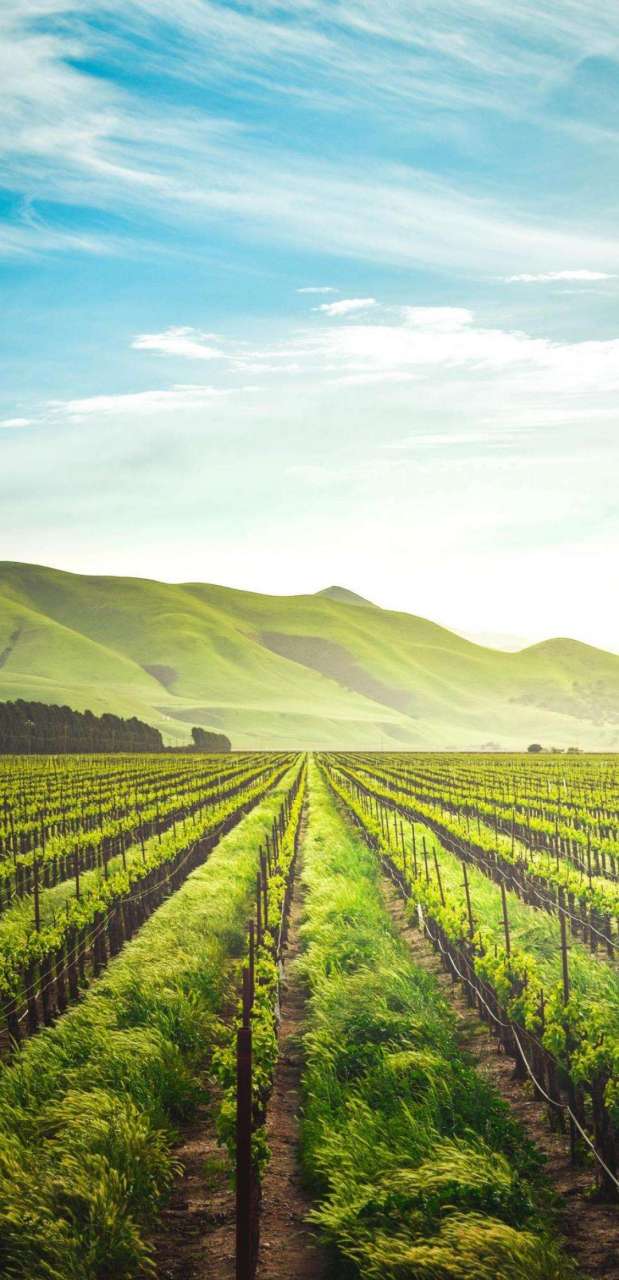 精明强干,坚忍不拔的卡莉曾两度荣登财富"最有权威的女企业家"榜首