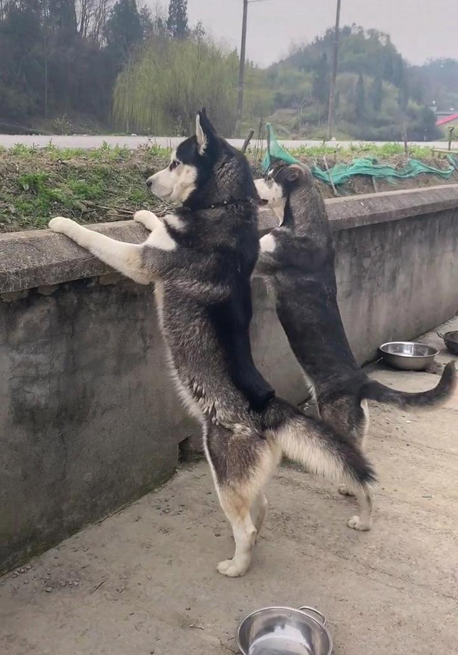 网友:二哈:帅吗,拿智商换的. #趣图搞笑