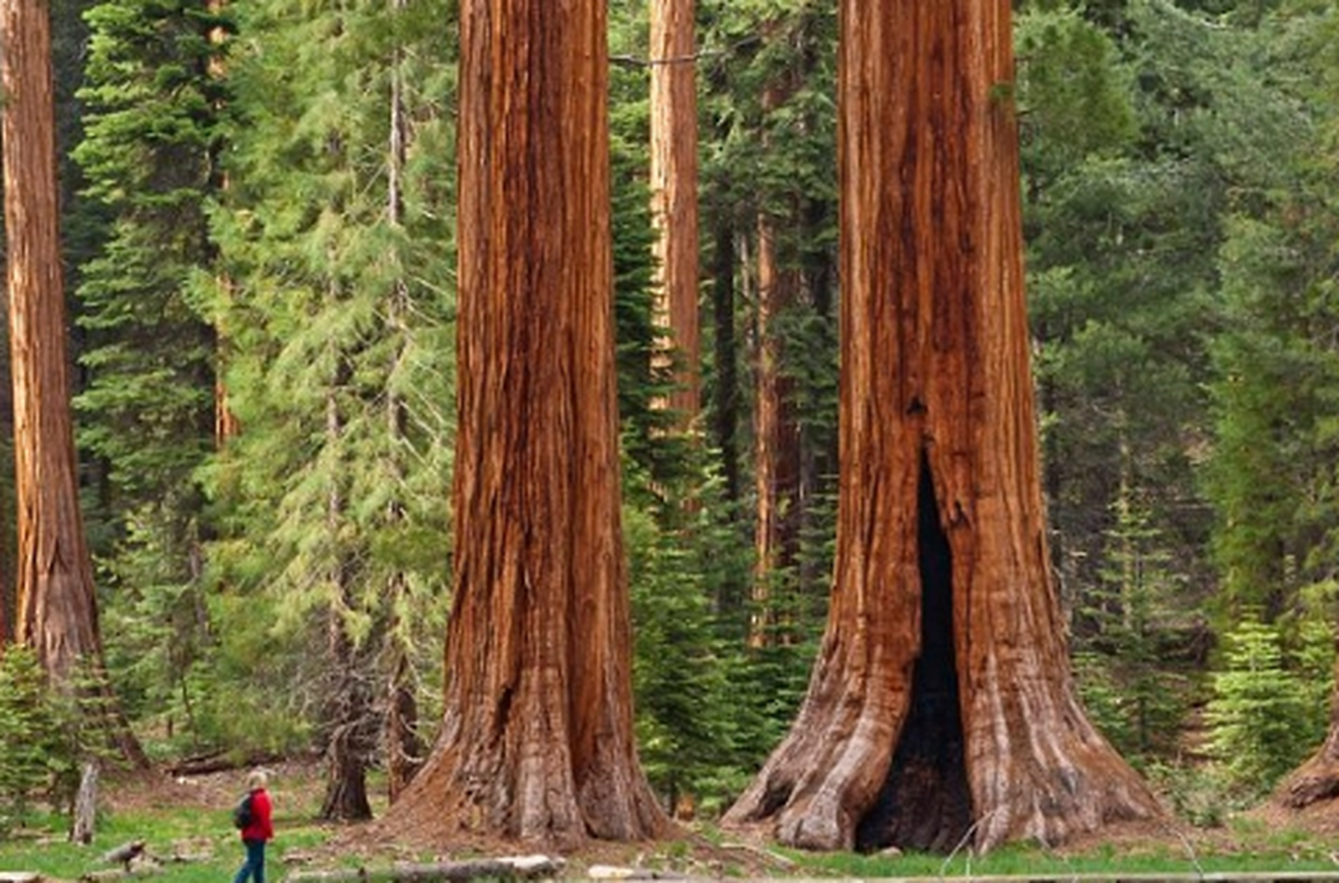 世界上最大的树是雪曼将军树这种叫雪曼将军树,从春秋战国时期它就
