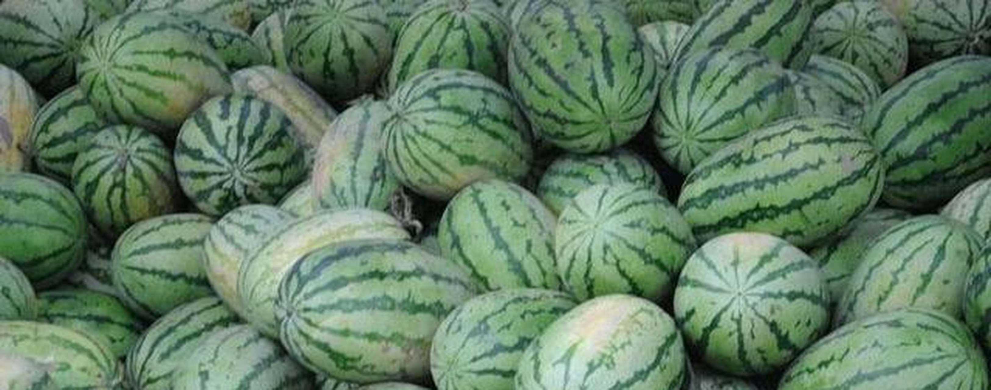 养殖小天使西瓜时,要为其每周浇灌一次水分,并向植株施入氮肥,磷钾肥