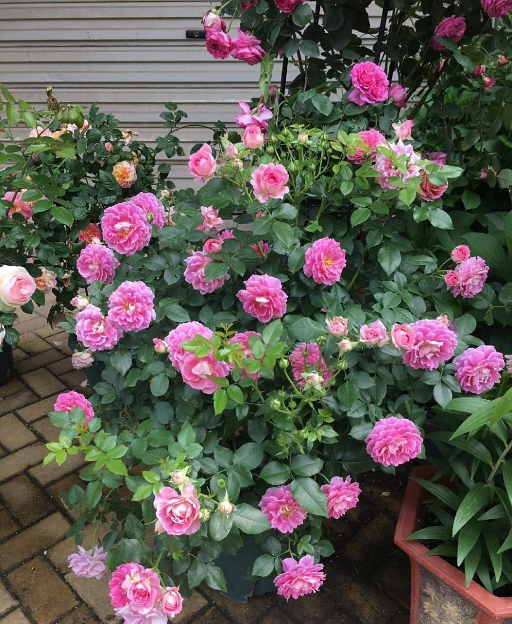 月季花"梦幻褶边"——小灌木,株高1.