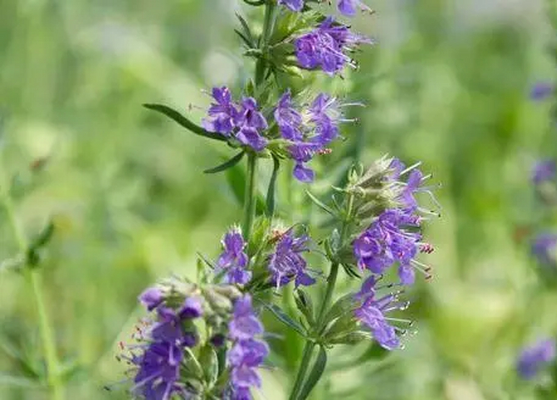 牛膝草原产于欧洲,唇形科神香草属的半灌木.