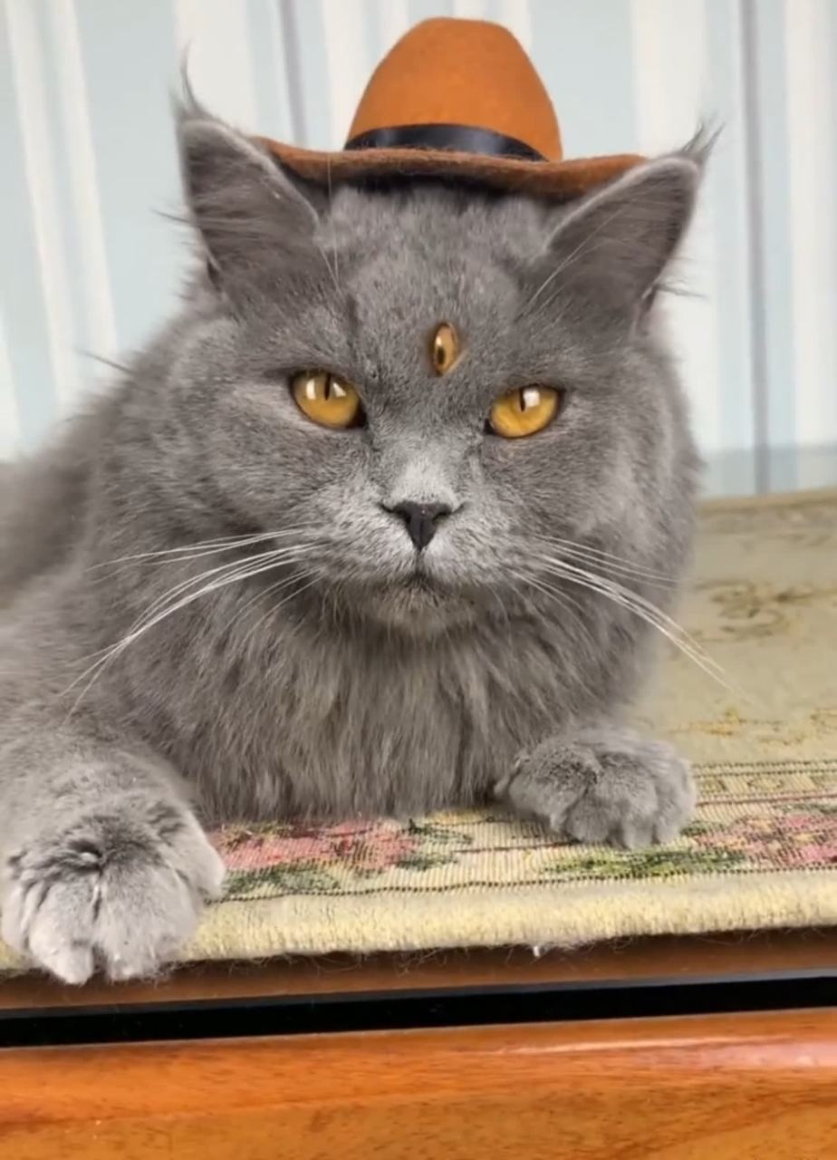 猫的眼睛好酷啊,它有三只眼睛. 这就是猫界的"二郎神"吗?[左捂脸]