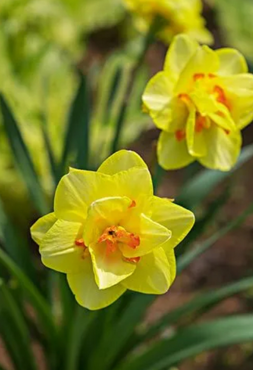水仙花主要有两个品种:一是单瓣,花冠色青白,花萼黄色,中间有金色的
