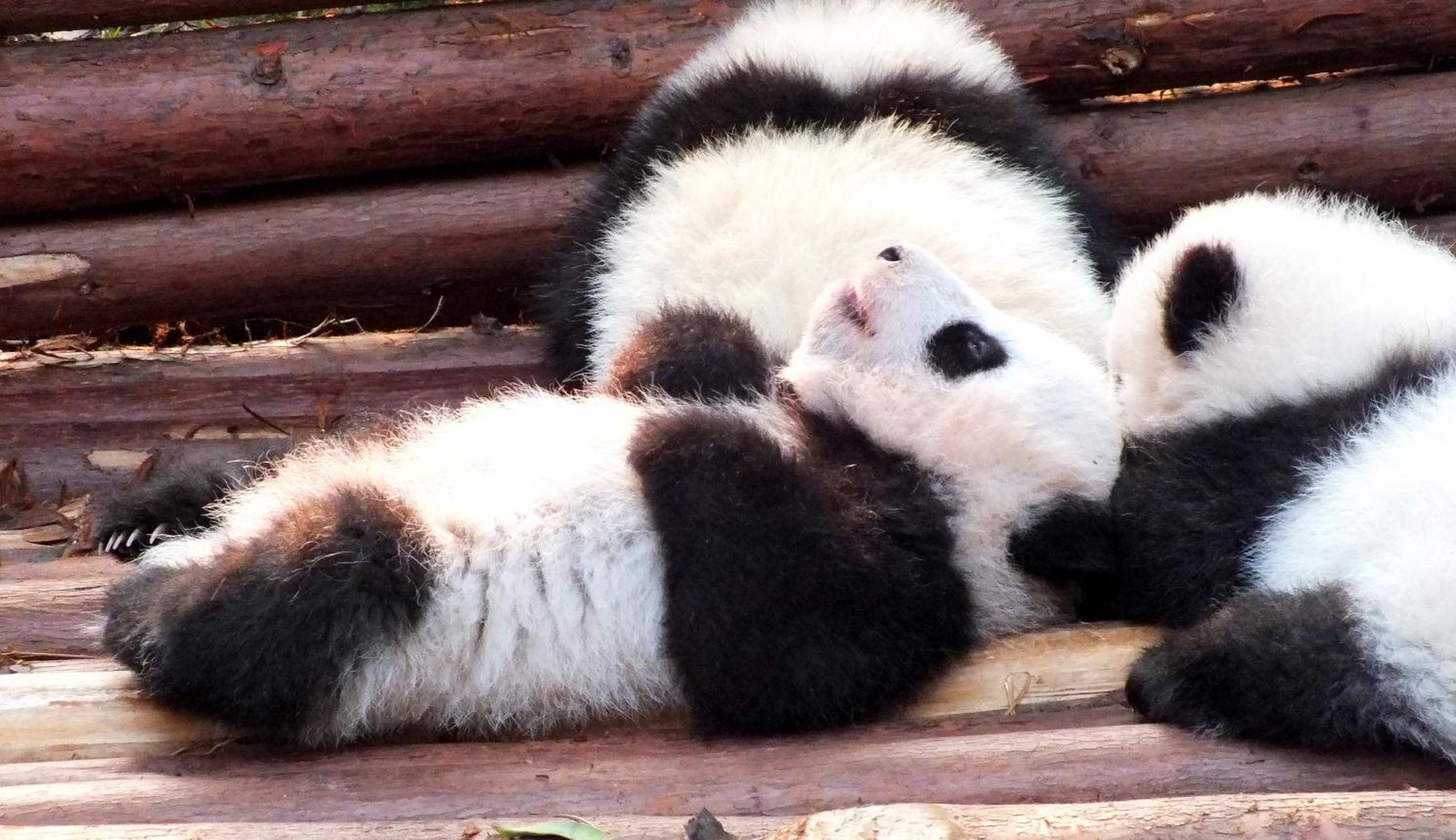 大熊猫繁育基地的小熊猫产房:入口处孔雀长期开屏出没,爬树的小熊猫