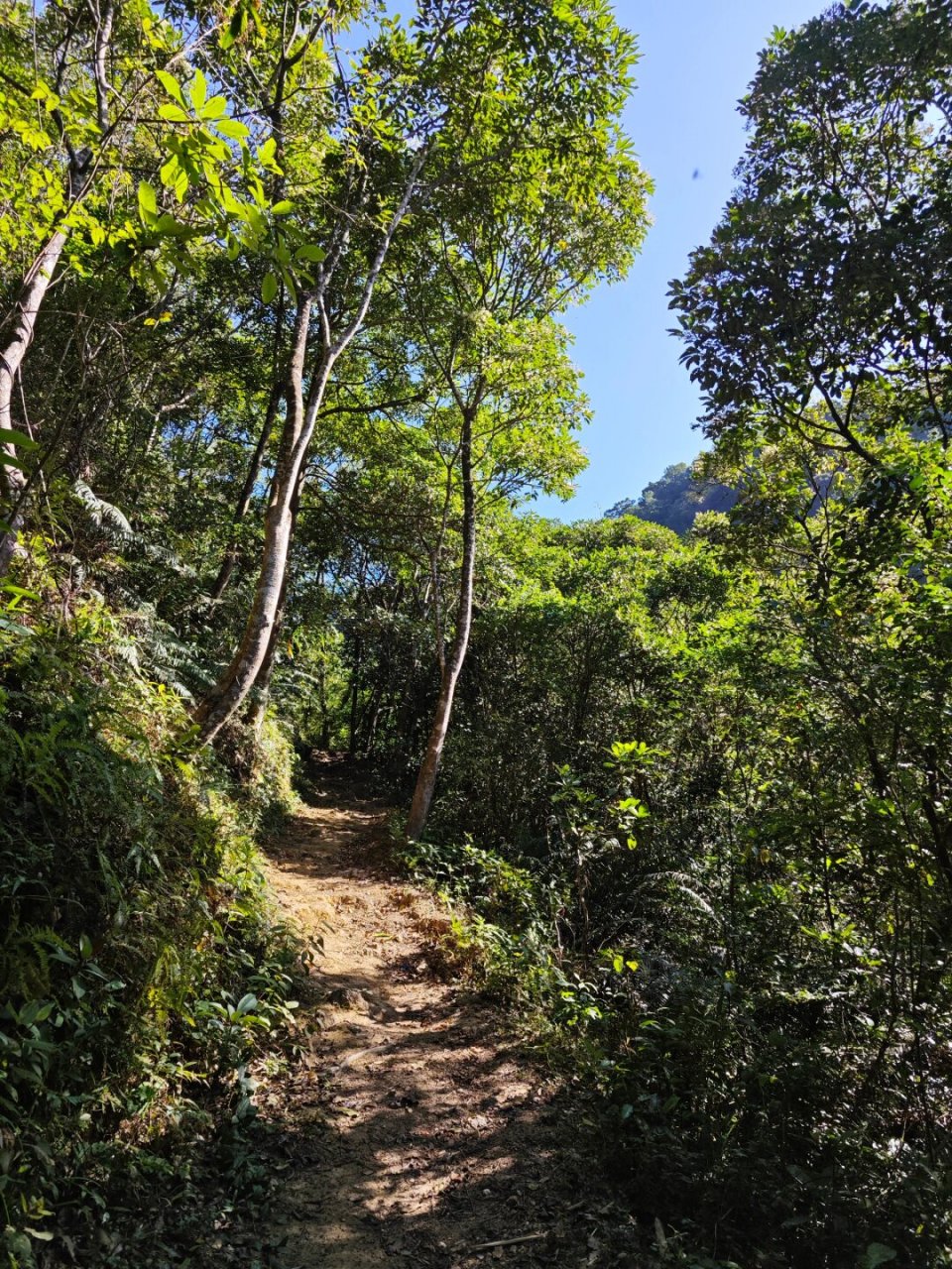 阳春鸡笼顶风景区图片