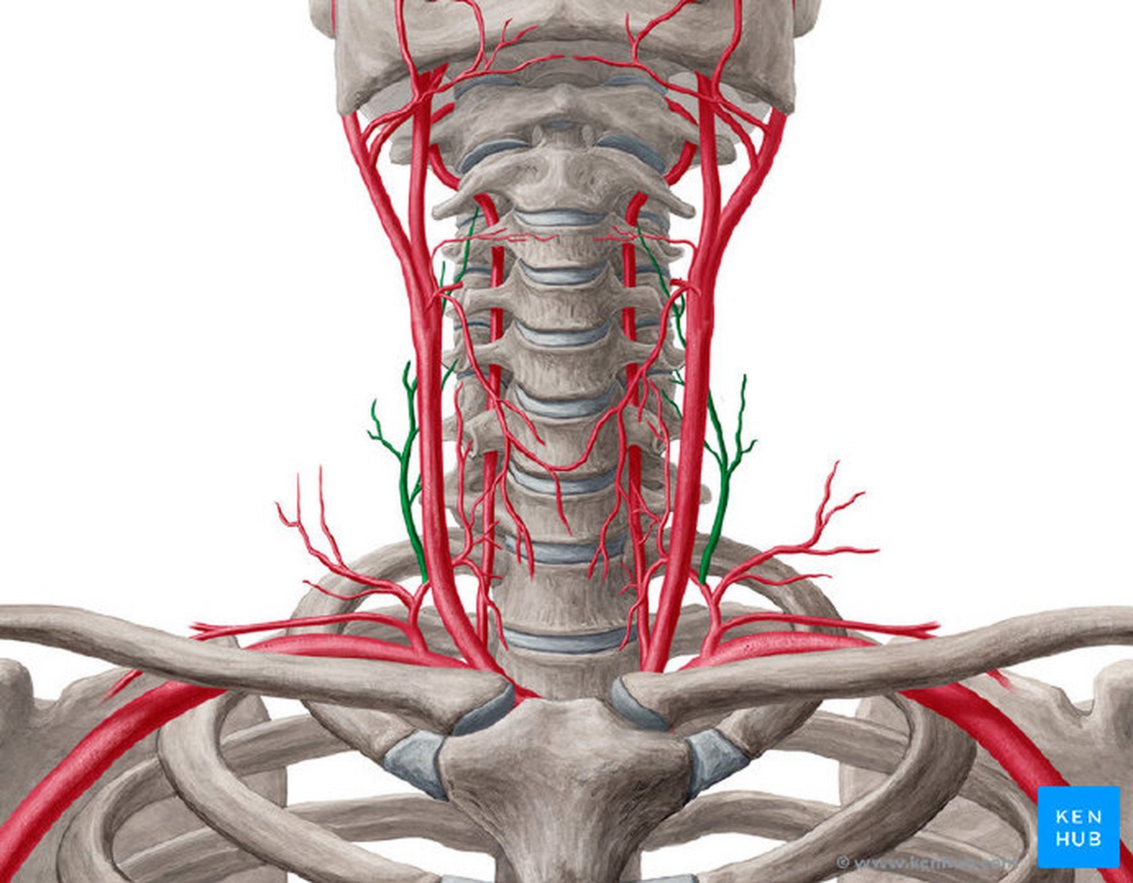 颈动脉和椎动脉